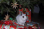 o Tannenbaum....