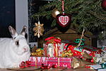 Unter unserem Weihnachtsbaum und den vielen Geschenken l�sst es sich leben!