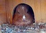 Kaninchen 236