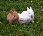 Kaninchen 213