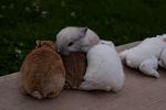 Kaninchen 125