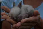 Kaninchen 059