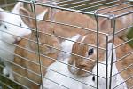 Kaninchen 049