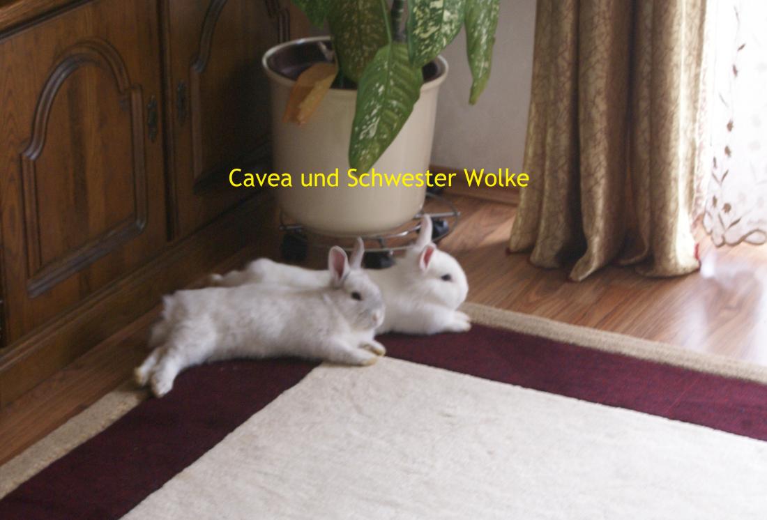 Kaninchen 019