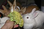 Kaninchen 039