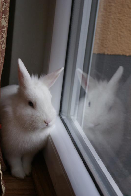 Kaninchen 015 (1)