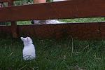 Kaninchen 077