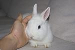 Kaninchen 013