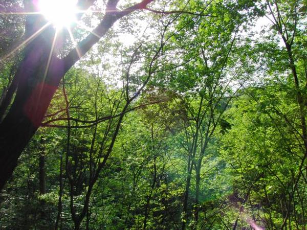 Wald
