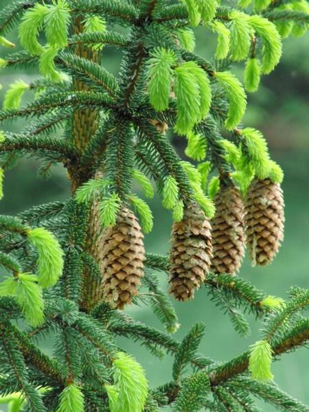 Wald
