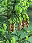 Wald