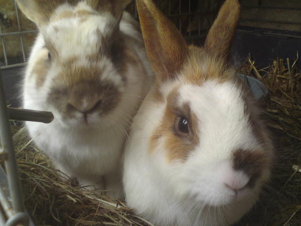 Hoppel und Stupsi kuscheln