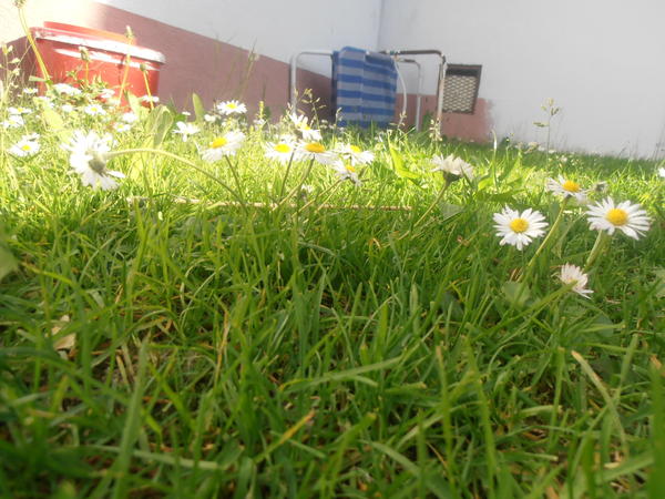 lecker Wiese...