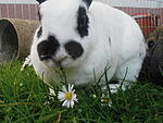 Im Garten