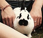 Freddy (: 
 
Nach langer Abzessbehandlung hast du uns doch verlassen. Aber du warst ein tolles Kaninchen und bist am Ende so zutraulich gewesen. 
 
*...