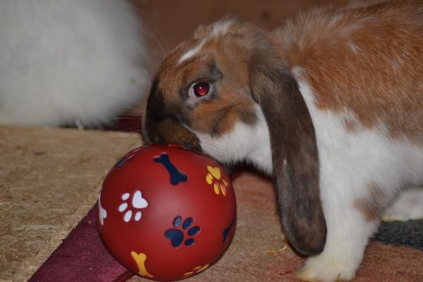 Sammy und sein Ball <3
