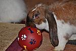 Sammy und sein Ball <3