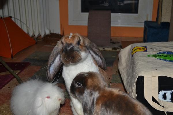 Trio :D