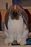 Dicke Sammy