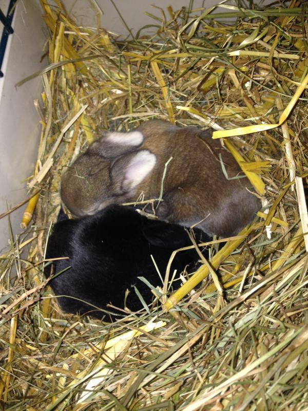 unser �berlebender nachwuchs....2 von 3....