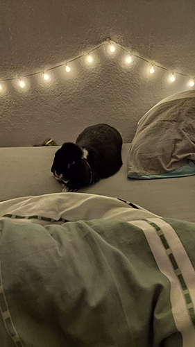 Feeling cute, maybe pee on the bed, idk