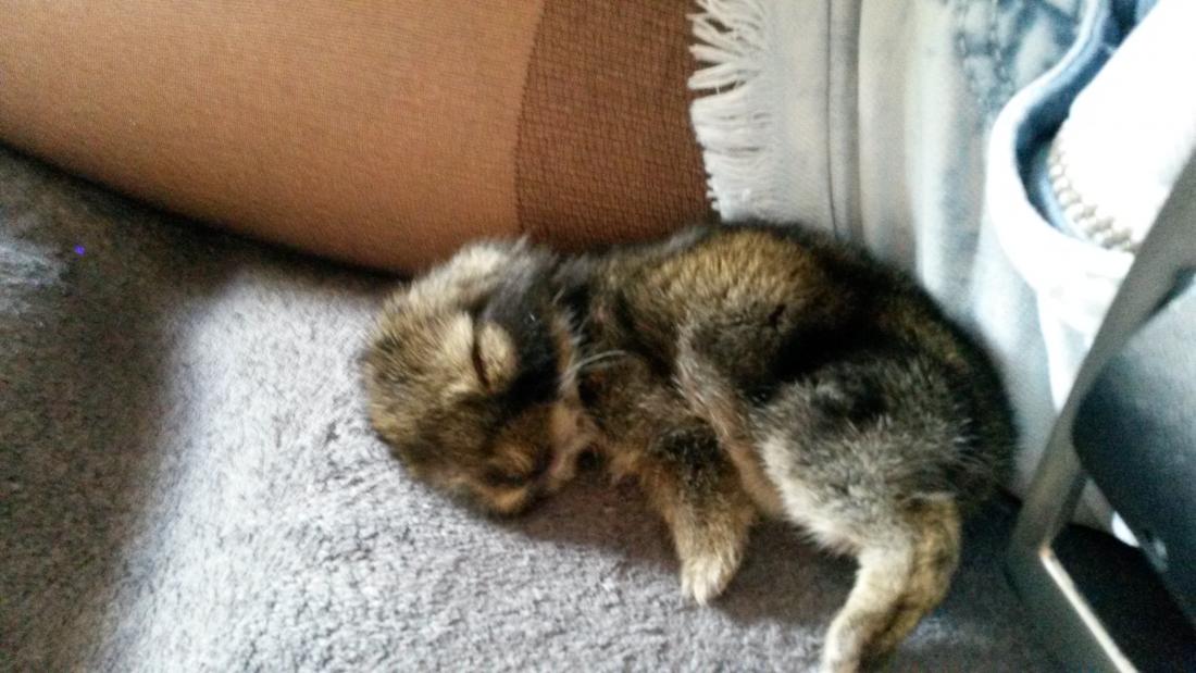 Nuka als Baby. 2015