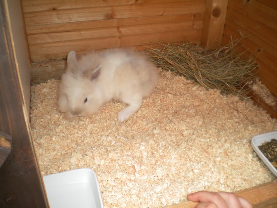 Rony7