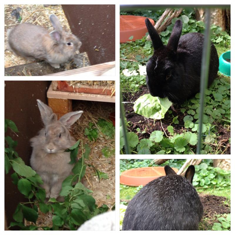 Vermischt links lillyfee rechts black