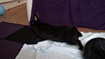 Blacky traut sich