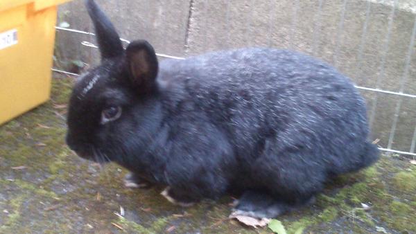 Das bin ich :Black