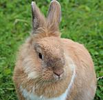 Kimba