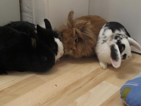 Alle 4 Lieblinge :)