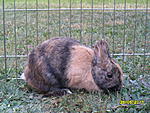 Flocke R.i.P :'(