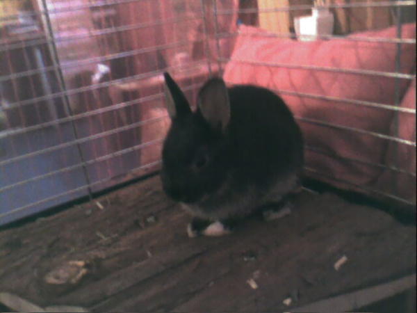 Schnuffi als Baby