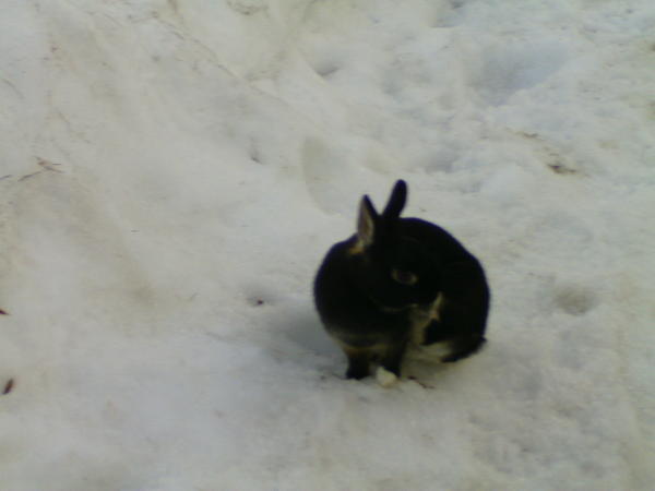Schnuffi im Schnee