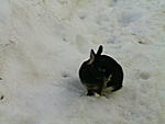 Schnuffi im Schnee