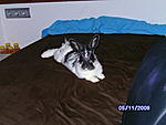 Flecky chillt auf meinem Bett