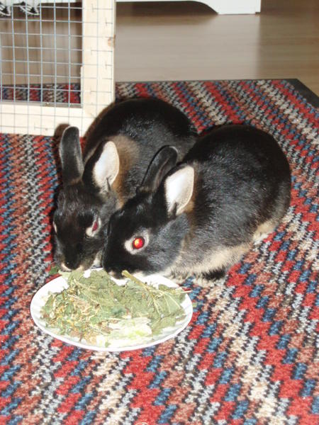 Getrocknete Kr�uter schmecken so lecker...
