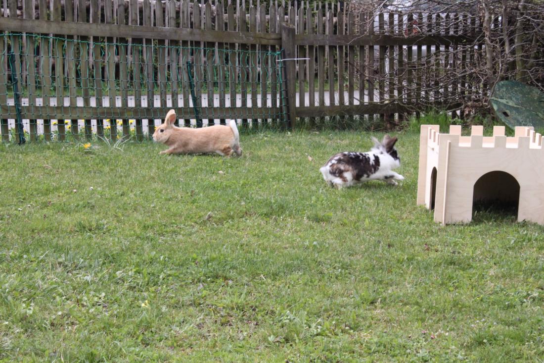 Sprint