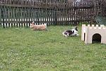 Sprint