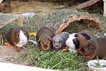 Meine F�nfertruppe Jungs