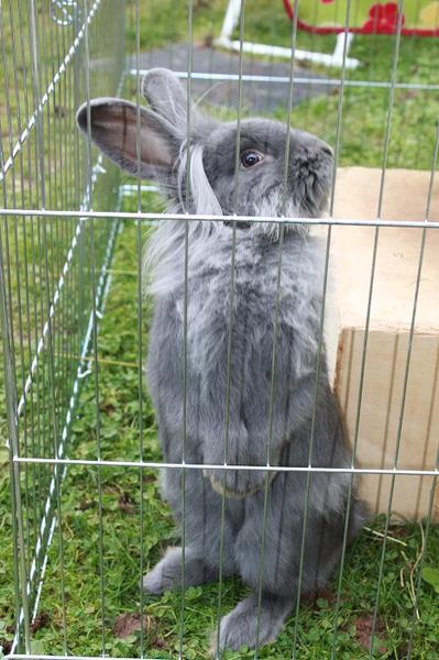 Kika