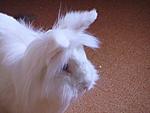 auch Bugsy