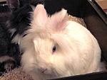 Bugsy