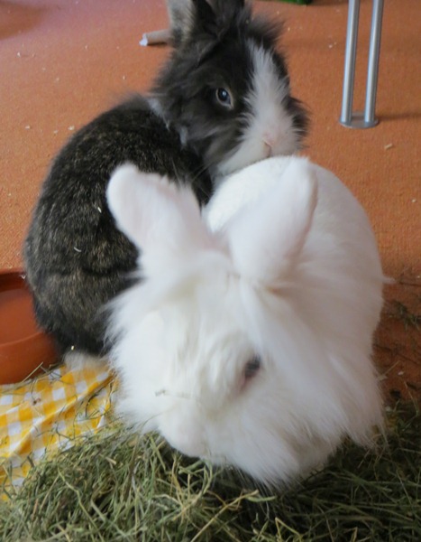 Theo: mhm, Bugsy, du riechst so gut nach Heu...♥