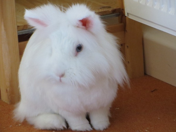 Fluff~