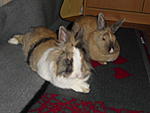 Elvis & Emma