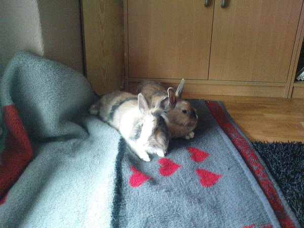 faulenzer