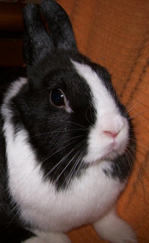 Lilli