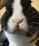 Schnupper